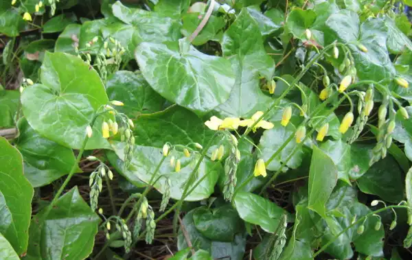 Foto de Epimedium x perralchicum (Epimedium x perralchicums)