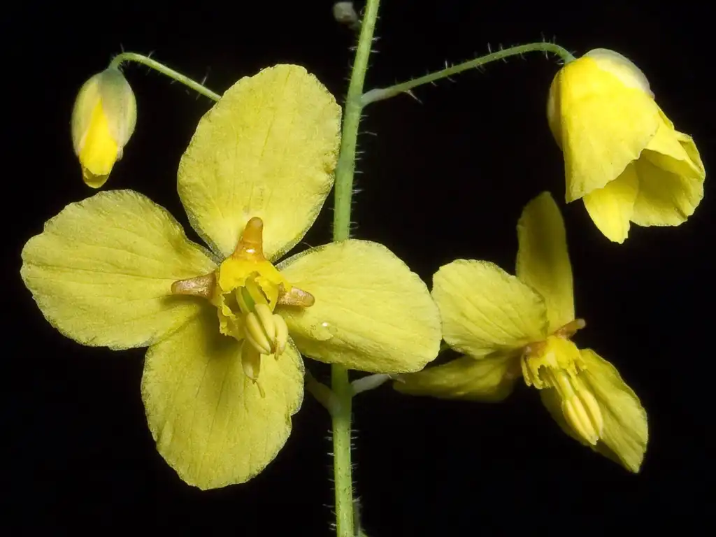 Foto de Epimedium x perralchicum (Epimedium x perralchicums)