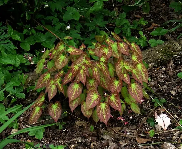 Photo of Epimedium x rubrum (Epimedium x rubrums)