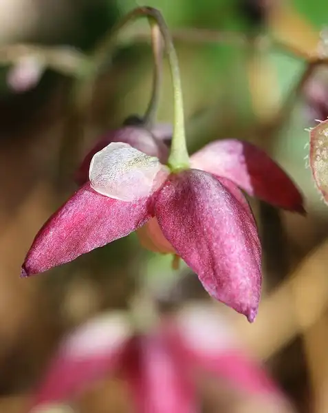 Photo of Epimedium x rubrum (Epimedium x rubrums)