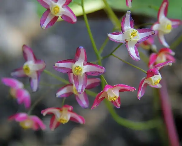 Photo of Epimedium x rubrum - Epimedium x rubrum:Dan Mullen
