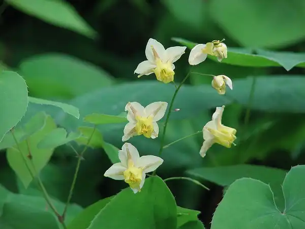 Foto de Epimedium x versicolor 'Sulphureum' (Epimedium x versicolor 'Sulphureum's)