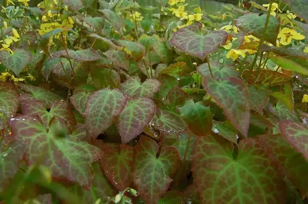 Foto de Epimedium x versicolor 'Sulphureum' (Epimedium x versicolor 'Sulphureum's)