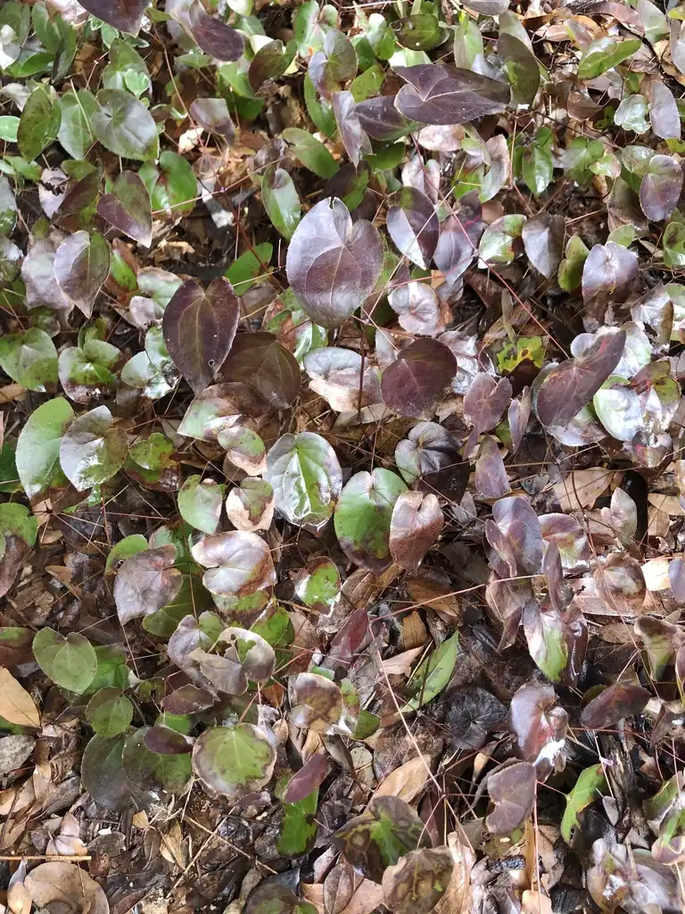 Foto de Epimedium x versicolor 'Sulphureum' - Form (Wake County,NC)- Late Winter:Cathy Dewitt