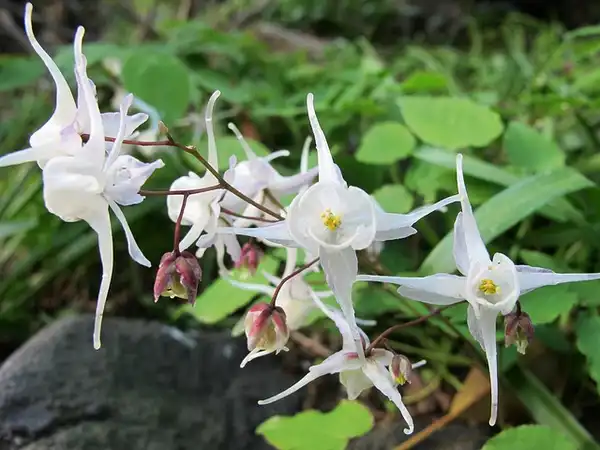 Photo of Epimedium x youngianum 'Niveum' (Epimedium x youngianum 'Niveum's)