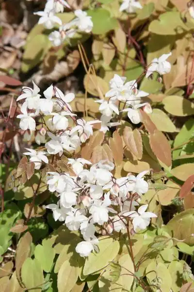 Photo of Epimedium x youngianum 'Niveum' (Epimedium x youngianum 'Niveum's)