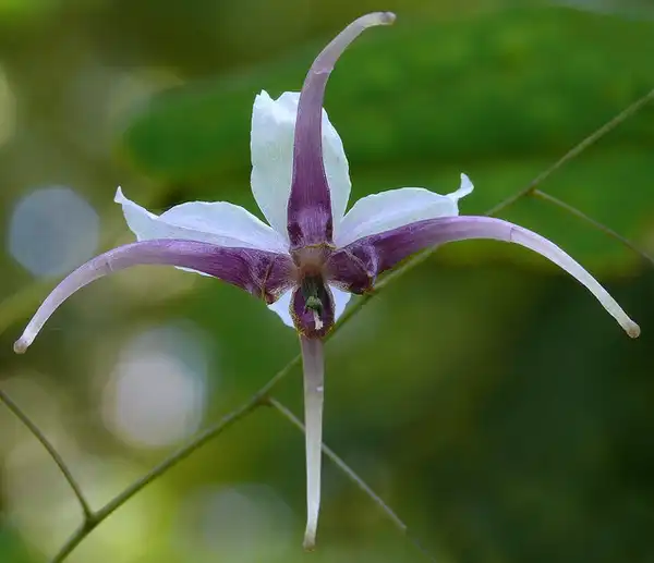 Foto de Epimedium (Epimediums)