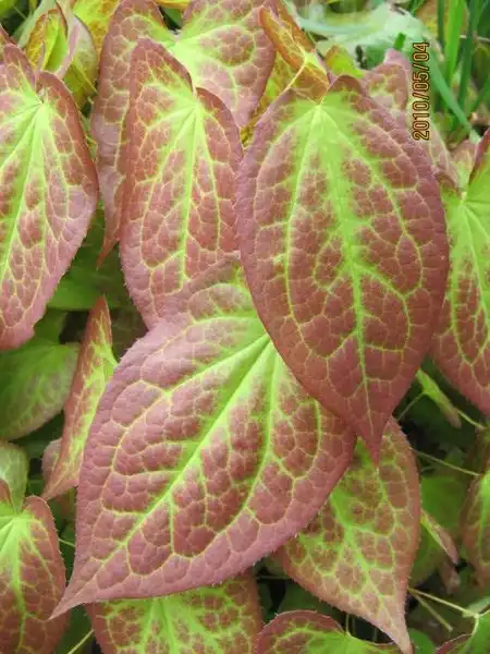 Foto de Epimedium (Epimediums)