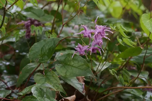 Foto de Epimedium - Epimedium sempervirens:Harum.koh