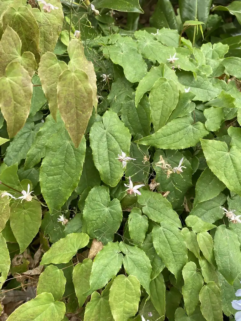 Foto de Epimedium - 'Pink Elf' Leaves Close up (Davidson County,NC)-April:Kathy Sill