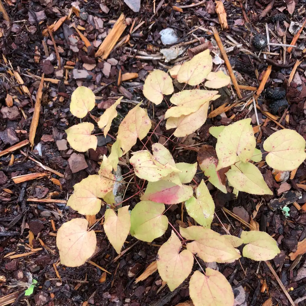 Foto de Epimedium - 'Fairy Wings' Foilage (Wake County,NC)-Winter:Cathy Dewitt