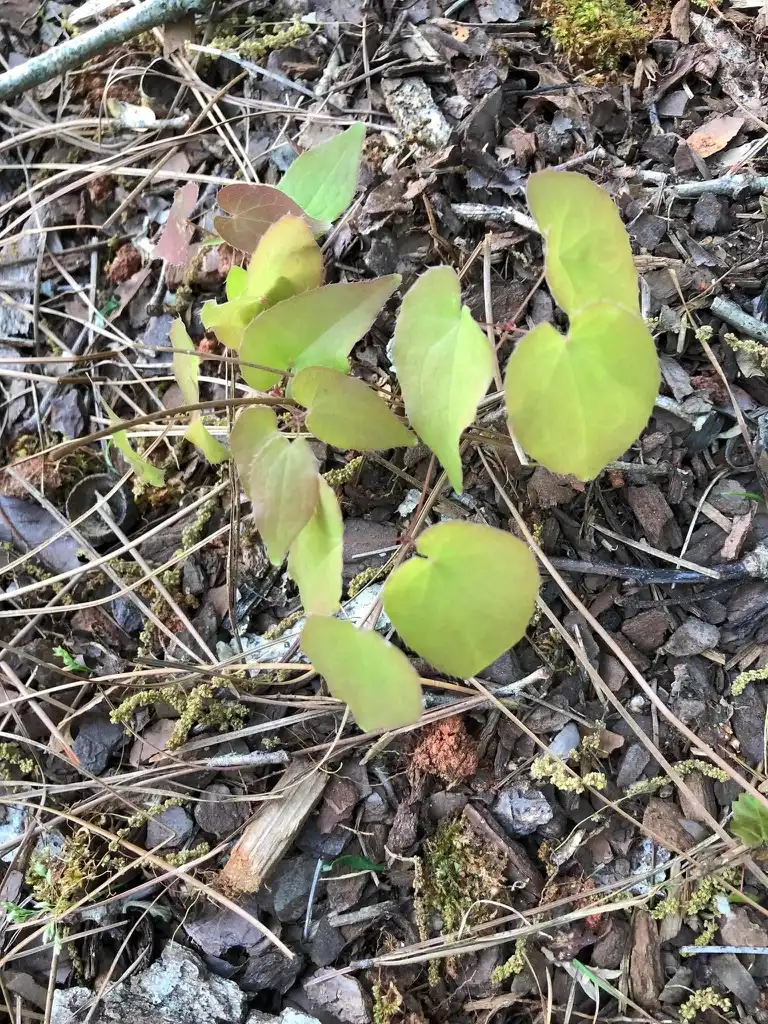 Foto de Epimedium - Foilage (Warren County, NC)-:Cathy Dewitt