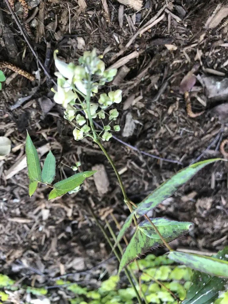 Foto de Epimedium - Leaves and Flower (Wake County, NC)-Spring:Cathy Dewitt