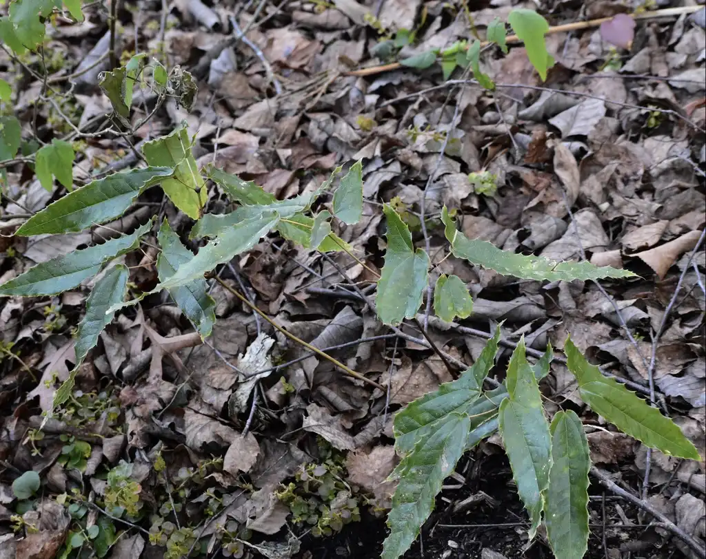 Foto de Epimedium - Leaves (Wake County,NC)-Mid Winter:Cathy Dewitt
