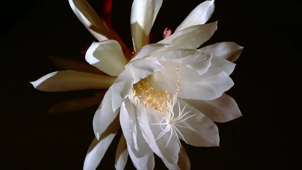 Photo of Epiphyllum oxypetalum (Epiphyllum oxypetalums)