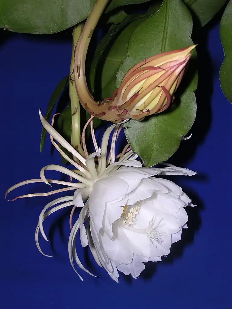 Photo of Epiphyllum oxypetalum (Epiphyllum oxypetalums)