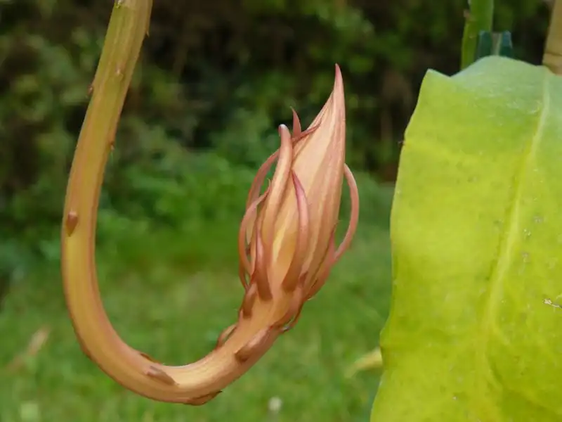 Photo of Epiphyllum oxypetalum - Bud:Guy Lebègue