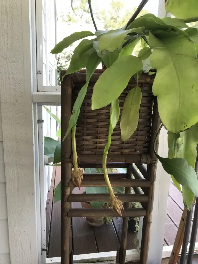 Photo of Epiphyllum oxypetalum - Buds form on leaves: