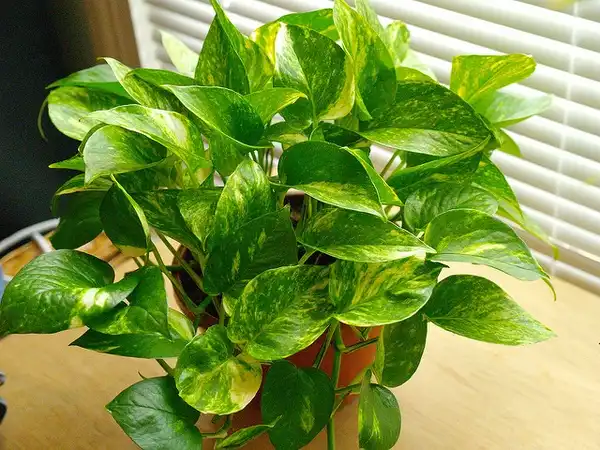 Photo of Epipremnum aureum (Epipremnum aureums)