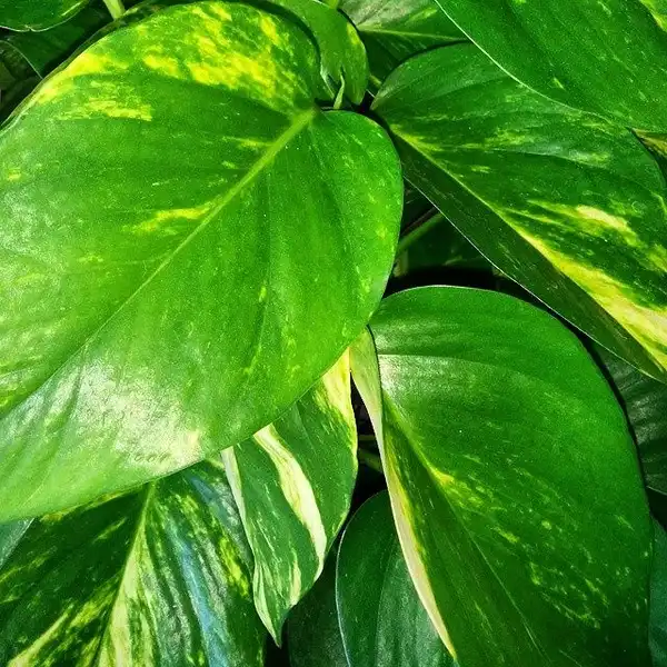 Photo of Epipremnum aureum (Epipremnum aureums)