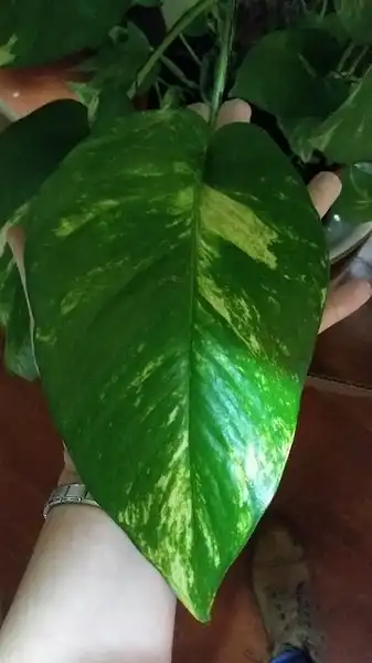 Photo of Epipremnum aureum - Epipremnum aureum leaf close-up:Jukka Heinonen