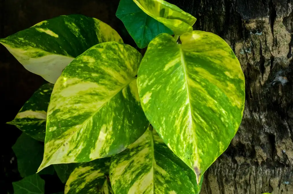 Photo of Epipremnum aureum - leaves:Joydeep