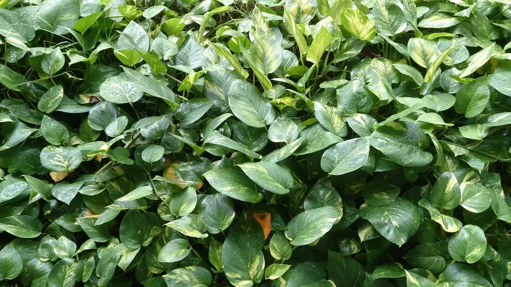 Photo of Epipremnum aureum - leaves:Mokkie