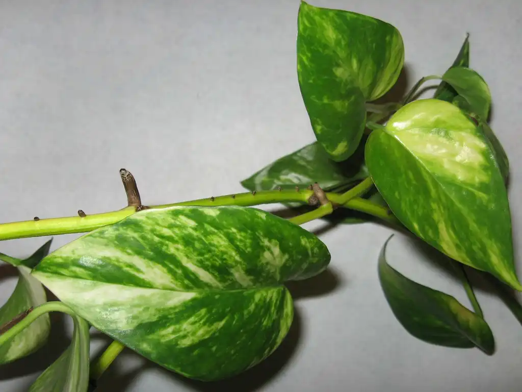 Photo of Epipremnum aureum - leaves:Sergei