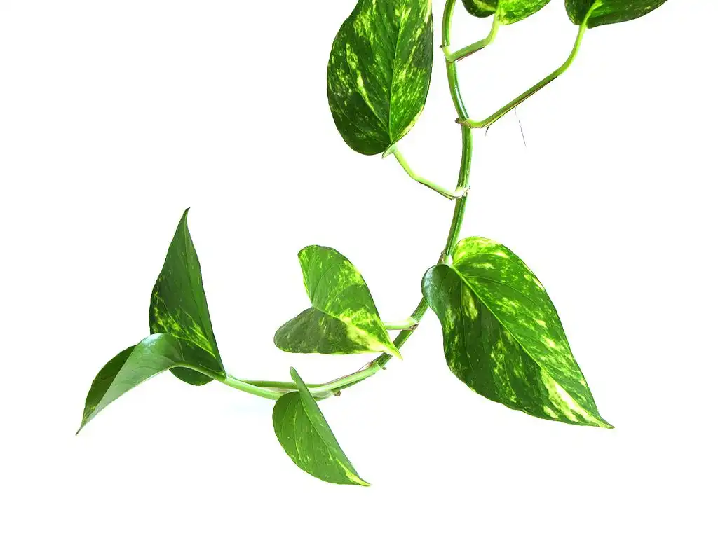 Photo of Epipremnum aureum - leaves:ZooFari