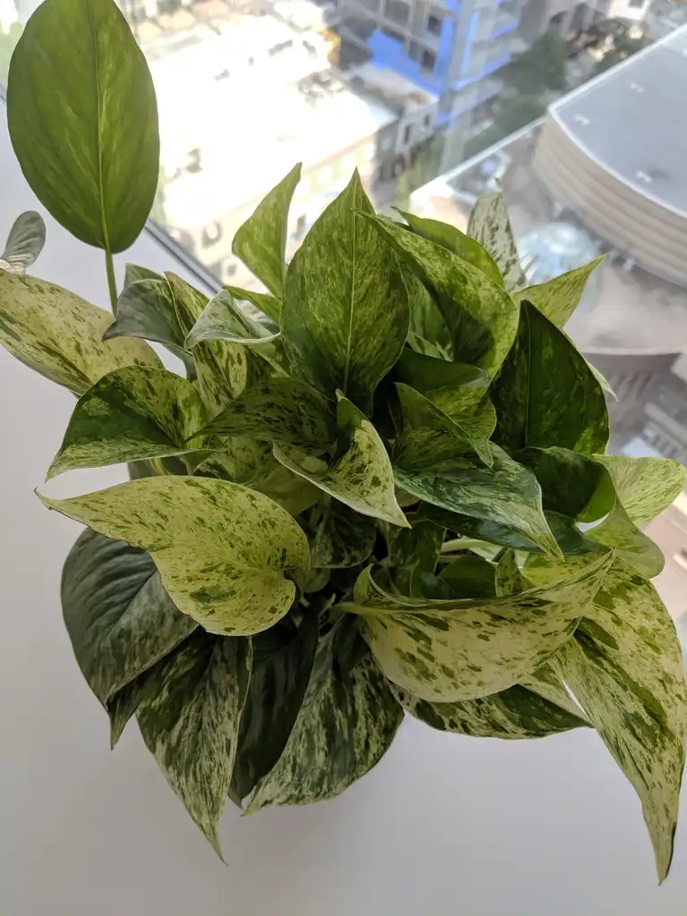 Photo of Epipremnum aureum - Leaves Close-Up (Mecklenburg County,NC)-Spring:Hope Duckworth