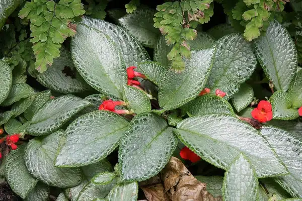 Photo of Episcia cupreata (Episcia cupreatas)