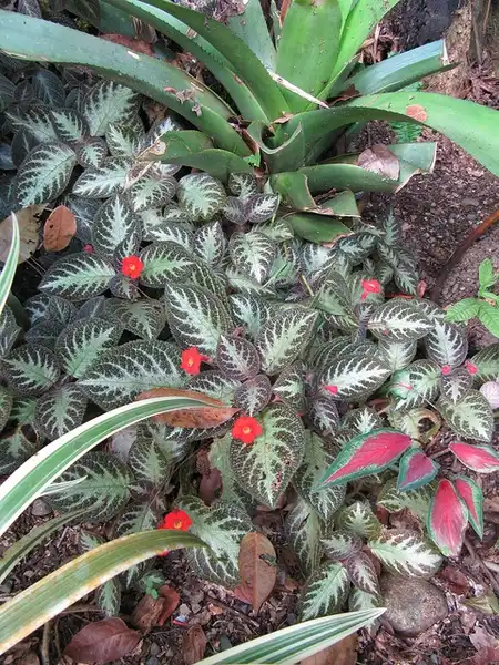 Photo of Episcia cupreata (Episcia cupreatas)