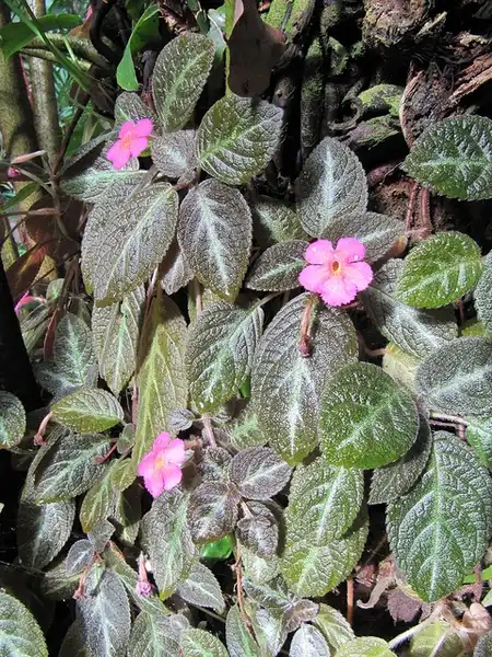 Photo of Episcia cupreata - Episcia cupreata in a tropical landscape:Leonora (Ellie) Enking