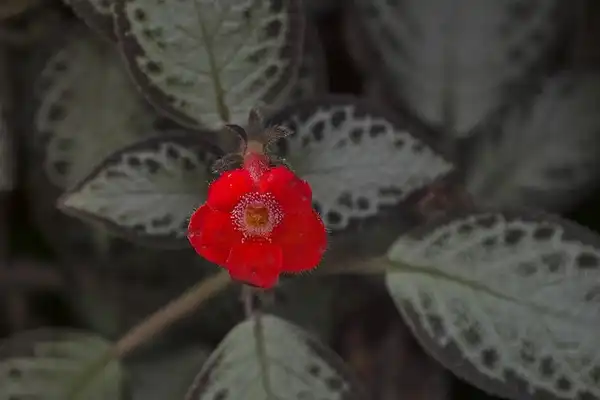 Photo of Episcia cupreata - Episcia cupreata 'Acajou':ken