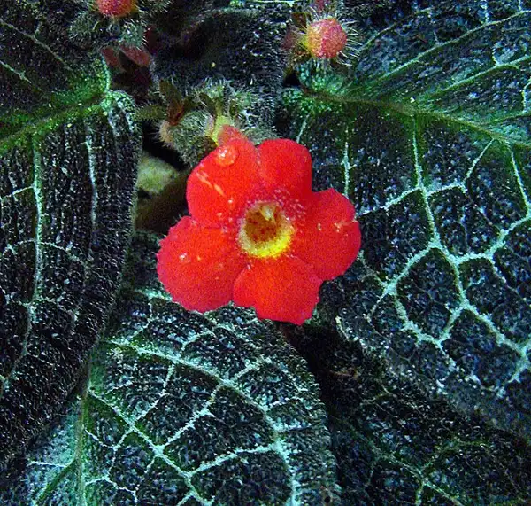Photo of Episcia cupreata - Episcia cupreata:Dick Culbert