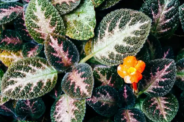 Photo of Episcia cupreata - Episcia cupreata:Hatori Kwansiripat