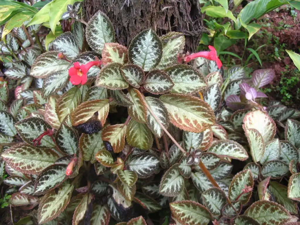 Photo of Episcia cupreata - leaves and flowers:Patrice78500