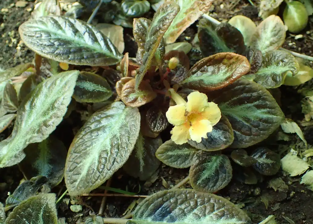 Photo of Episcia cupreata - leaves and flowers:Krzysztof Ziarnek
