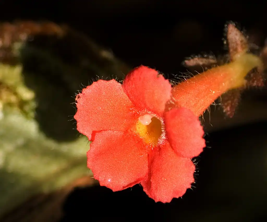 Photo of Episcia cupreata - flower:masaki ikeda