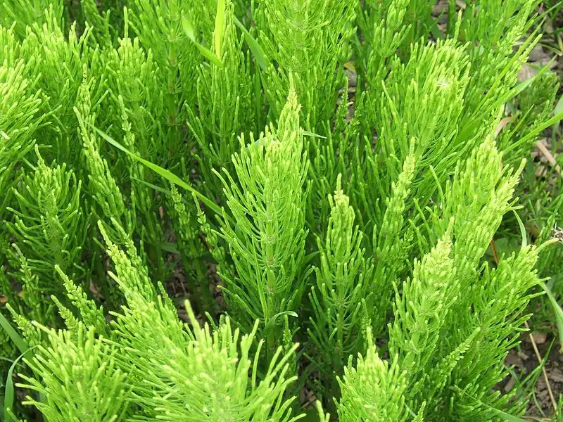 Фото Equisetum arvense (Equisetum arvenses)