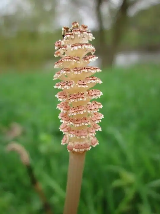 Фото Equisetum arvense (Equisetum arvenses)