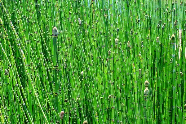 Фото Equisetum hyemale (Equisetum hyemales)
