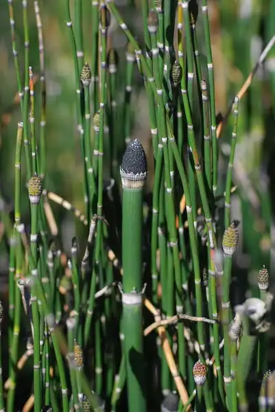 Фото Equisetum hyemale (Equisetum hyemales)
