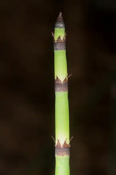 Фото Equisetum hyemale - :Jon-Sullivan