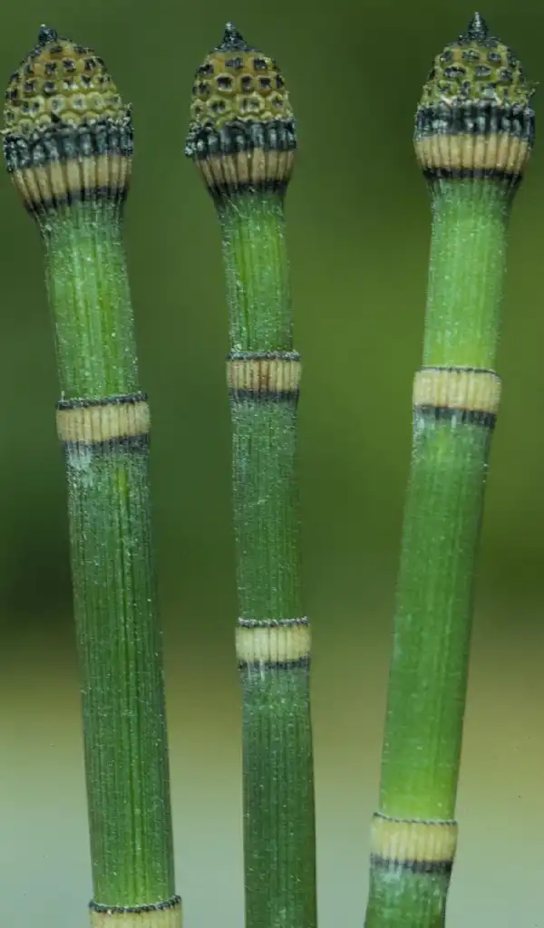 Фото Equisetum hyemale - Equistem Hyemale:Matt Lavin