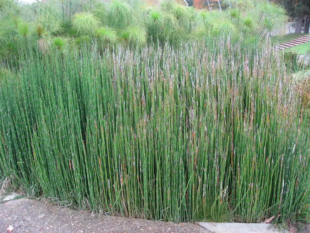 Фото Equisetum hyemale - Equistem Hyemale:Liné1