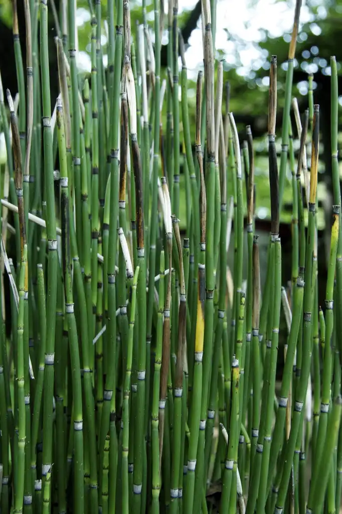Фото Equisetum hyemale - Equistem Hyemale:Avenafatua