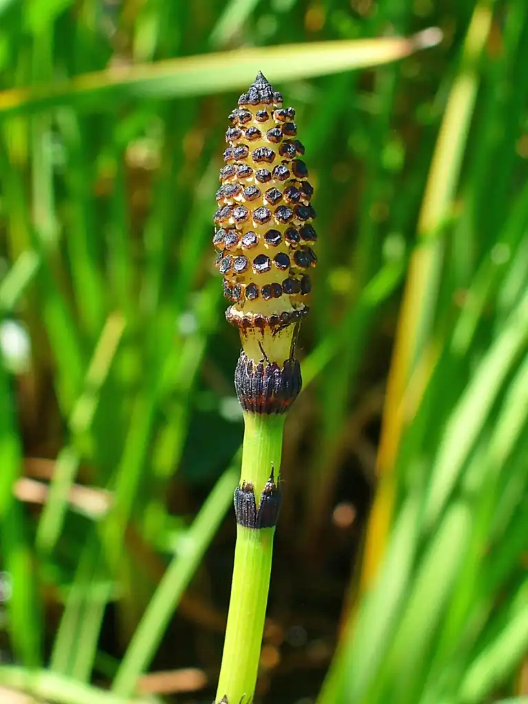 Фото Equisetum hyemale - Equistem Hyemale:H. Zell
