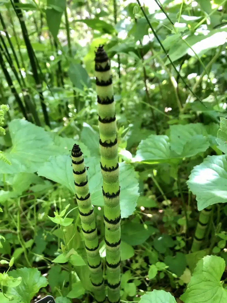 Фото Equisetum hyemale - Flower (Haywood County,NC):Marcia Boyle