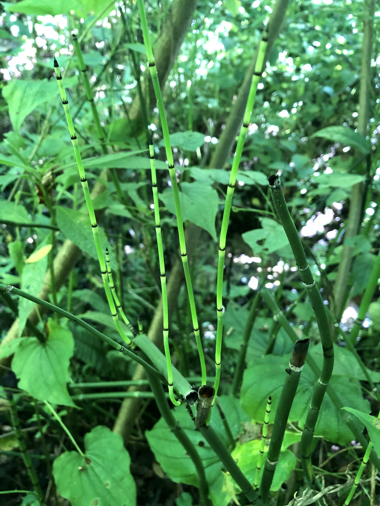 Фото Equisetum hyemale - Stems (HaywoodCounty,NC)-Late Summer:Marcia Boyle